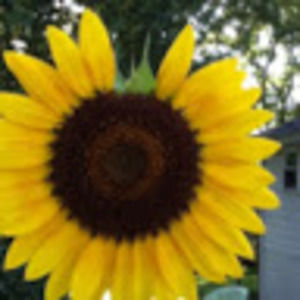 Meet your Posher, Doncella